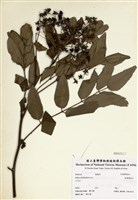 藏品(榿葉懸鉤子)的圖片